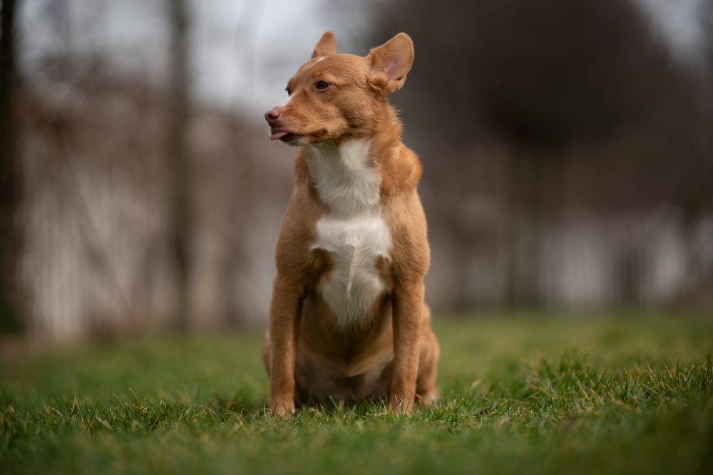 TTArtisan M 90mm F1.25 Mongrel 1
