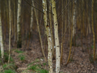Rzadki do dostania obiektyw M42 Super-Takumar 85mm F1.9 - zdjęcia przykładowe na Nikon Z7 II