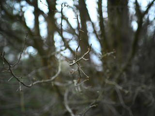 Rzadki do dostania obiektyw M42 Super-Takumar 85mm F1.9 - zdjęcia przykładowe na Nikon Z7 II