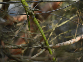 Rzadki do dostania obiektyw M42 Super-Takumar 85mm F1.9 - zdjęcia przykładowe na Nikon Z7 II