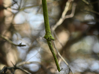 Rzadki do dostania obiektyw M42 Super-Takumar 85mm F1.9 - zdjęcia przykładowe na Nikon Z7 II