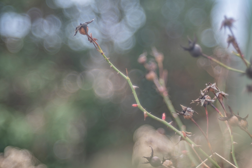 Trioplan 100mm F2.8