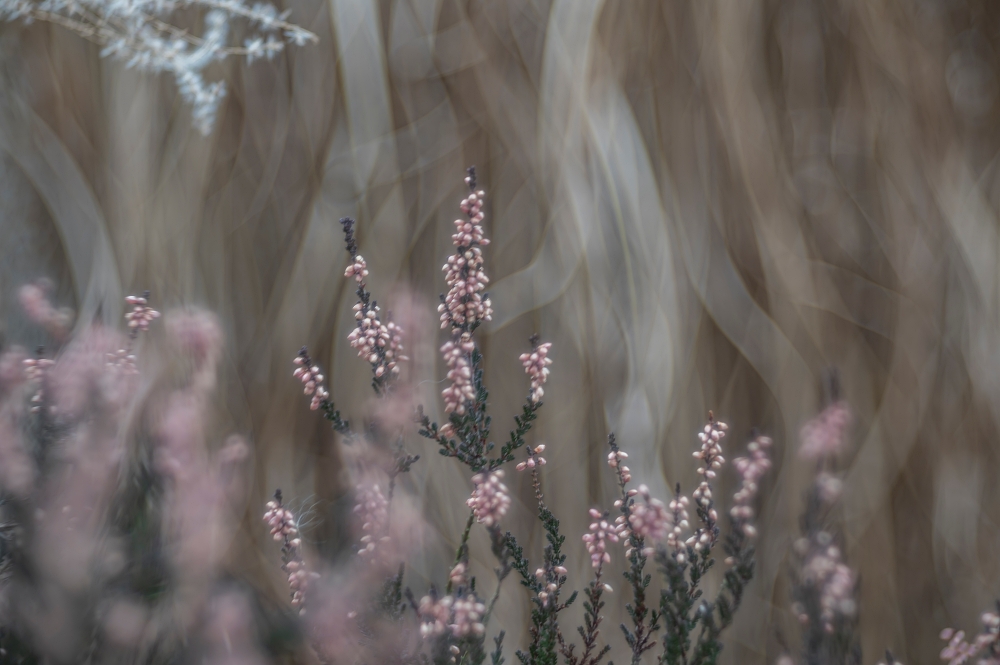 Trioplan 100mm F2.8