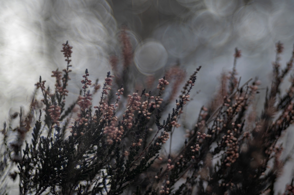 Trioplan 100mm F2.8