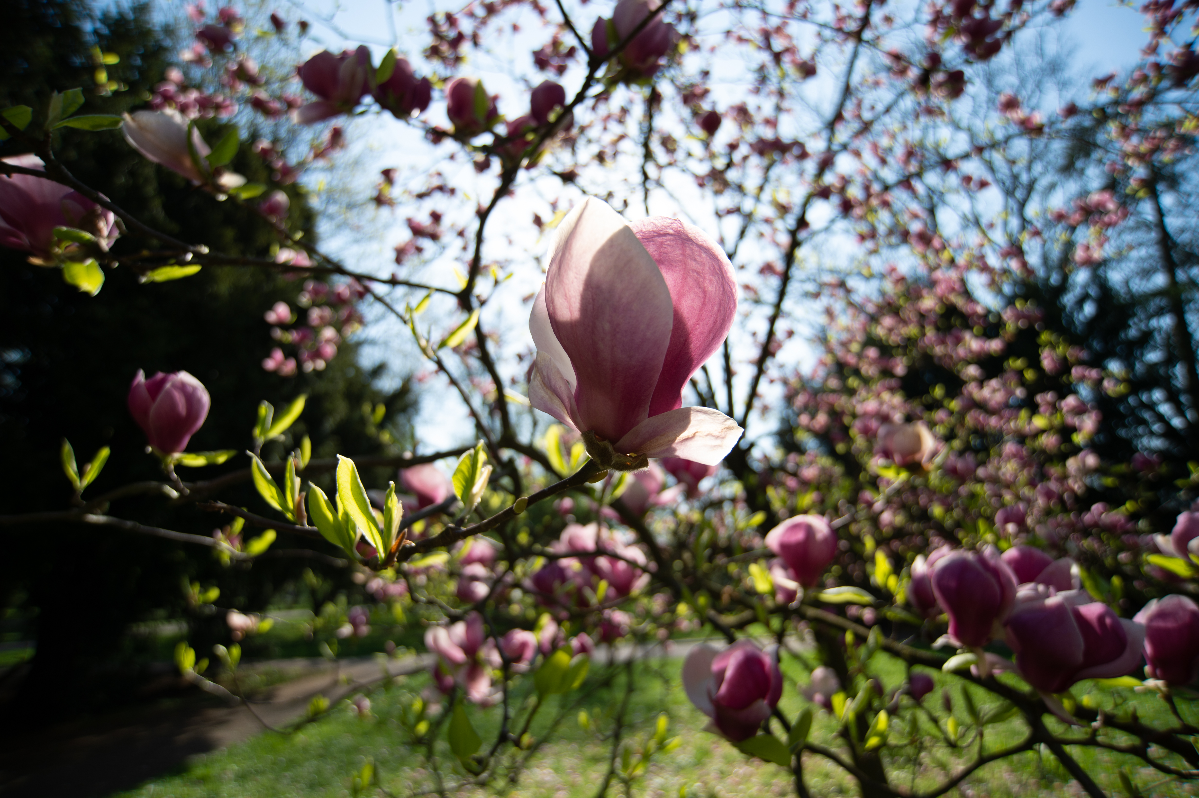 Nikkor 18-35mm F3.5-4.5 D ED