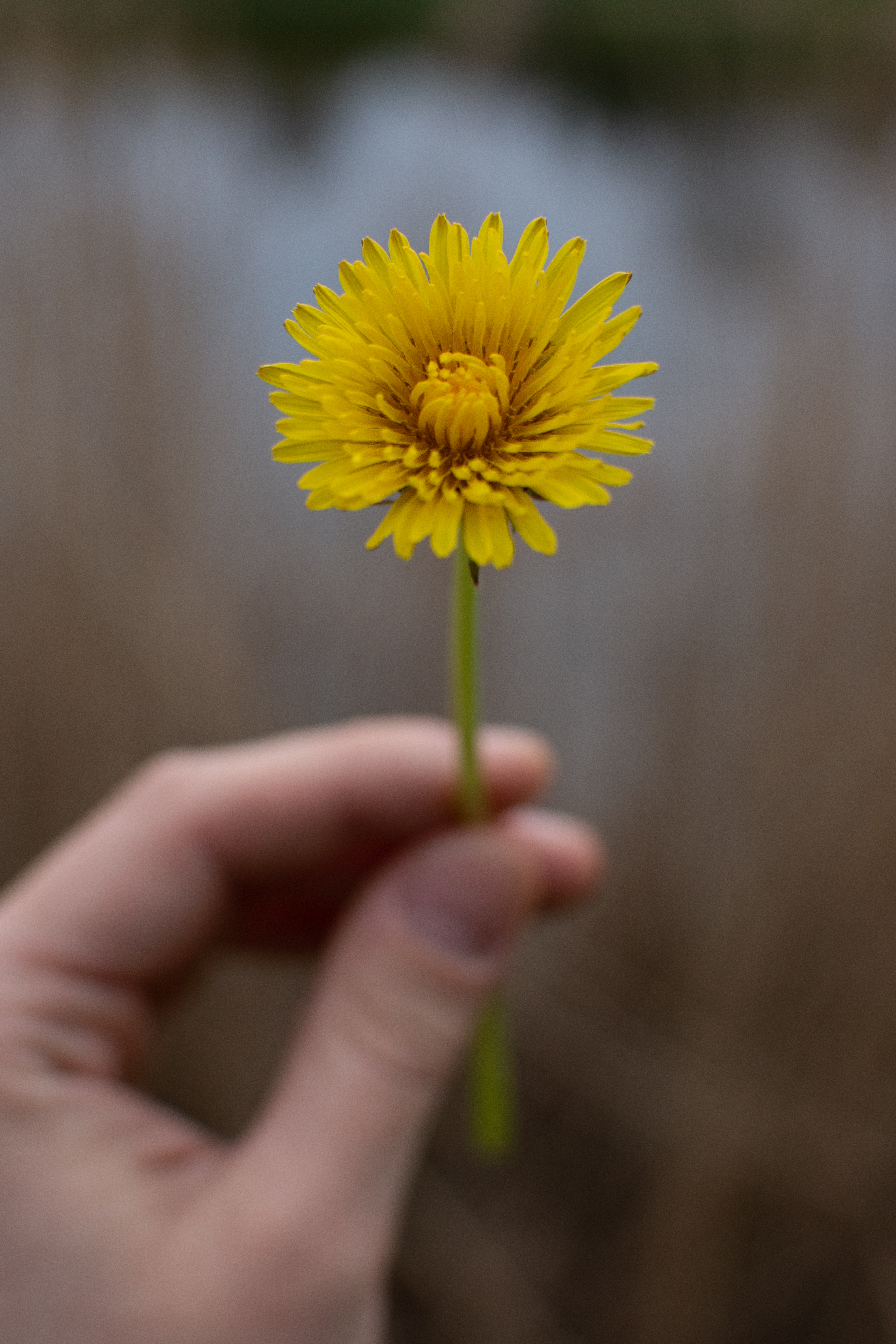 Nikkor 35mm F1.8 AF-S DX G