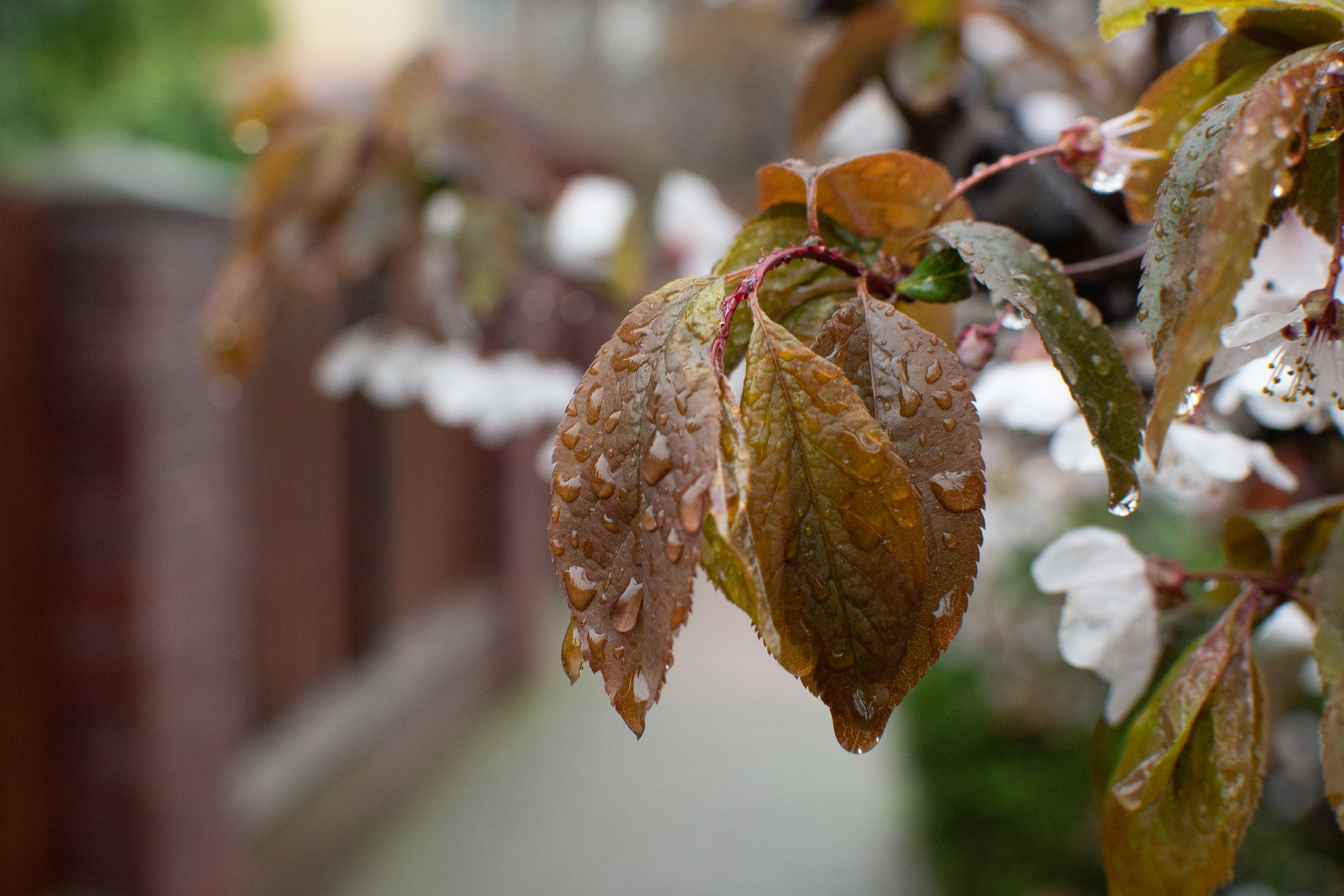 Nikkor 35mm F1.8 AF-S DX G