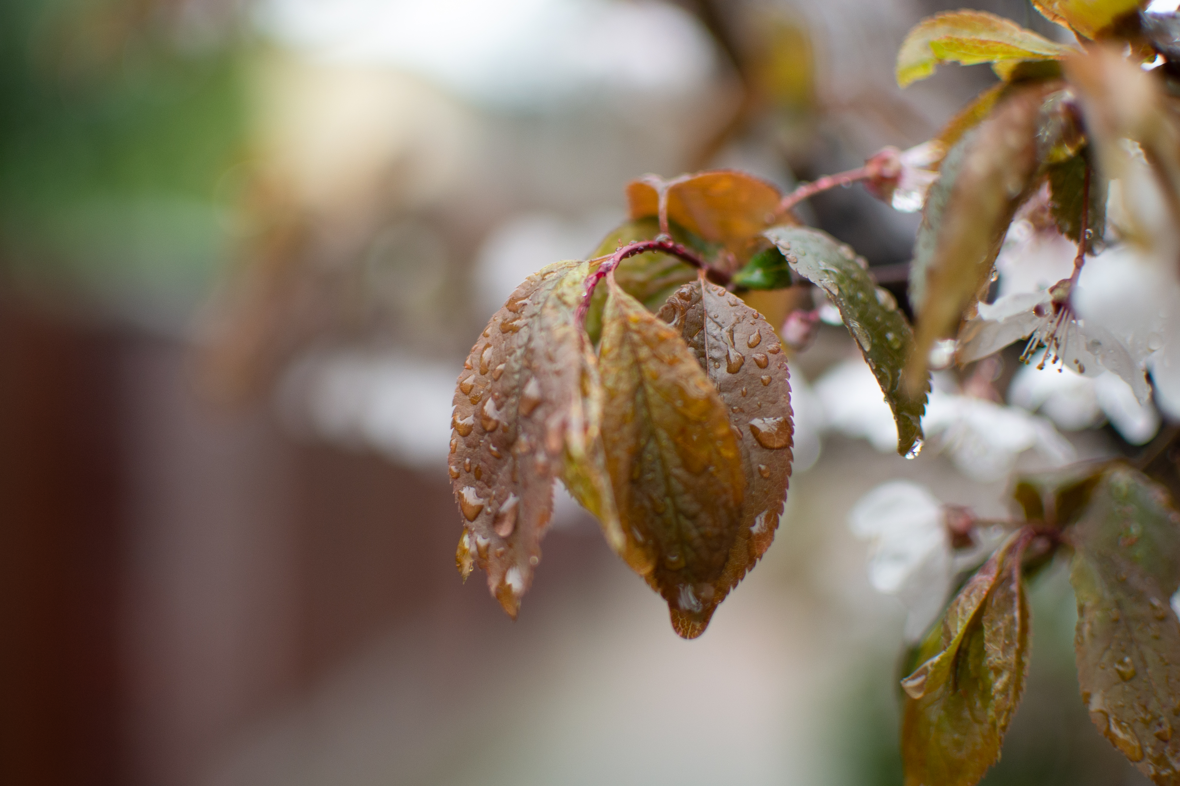 Nikkor 35mm F1.8 AF-S DX G