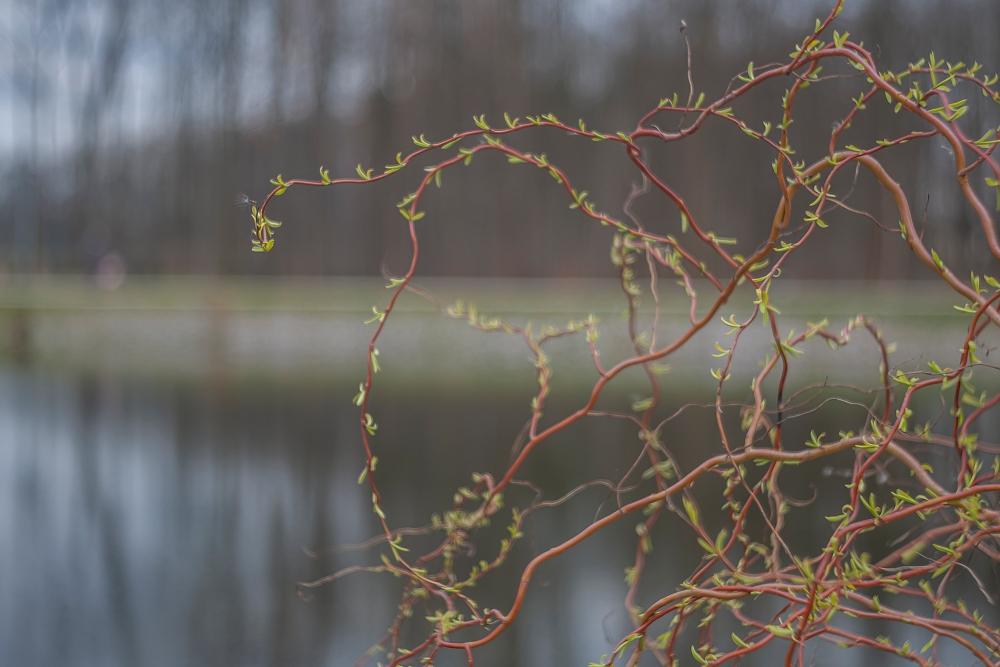 Meyer Optik Trioplan 75mm F2.9 Buds