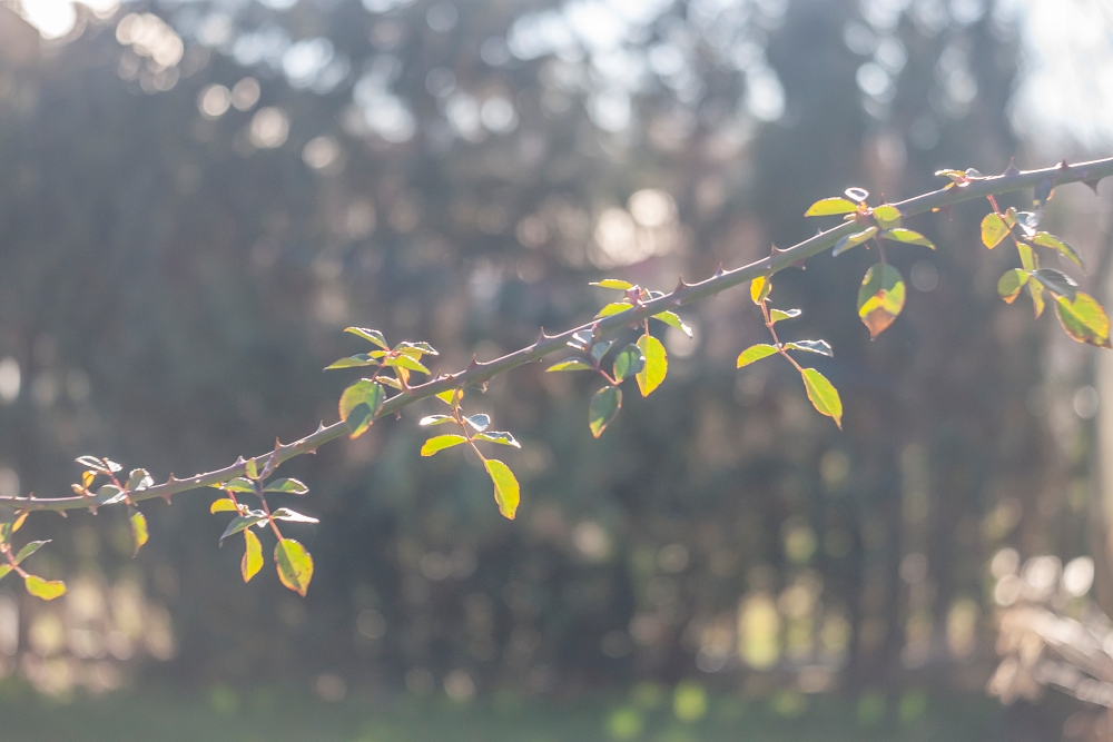 Meyer Optik Trioplan 75mm F2.9 Branch