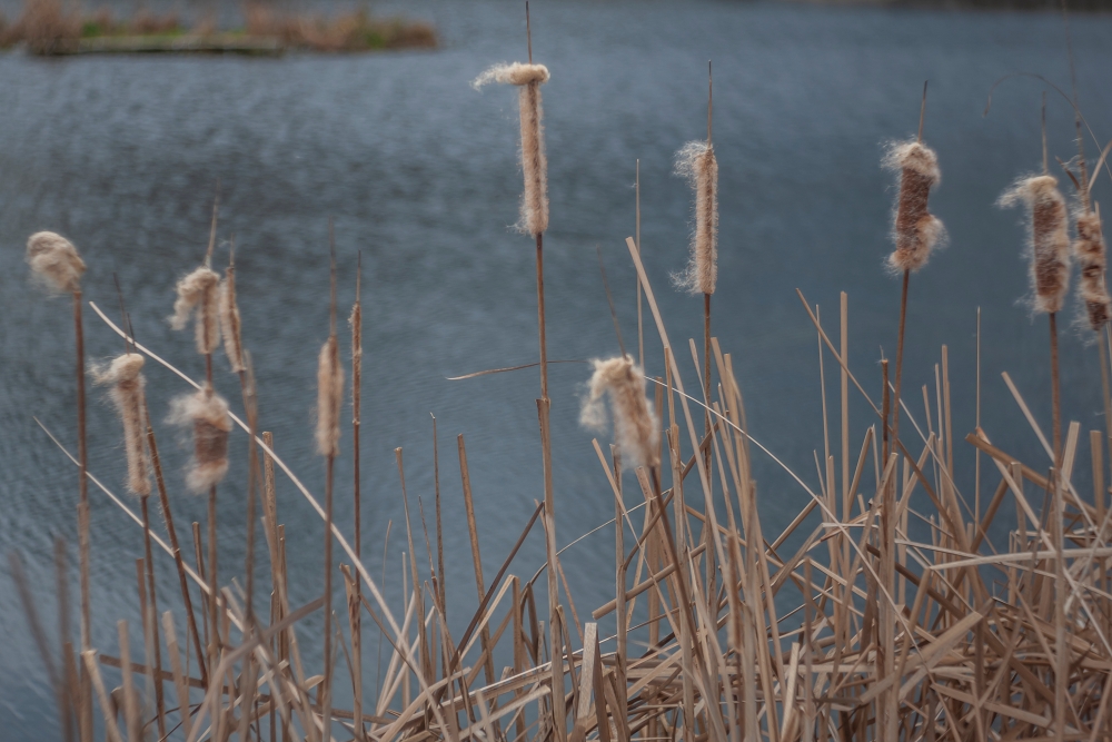 Meyer Optik Trioplan 75mm F2.9 Reeds