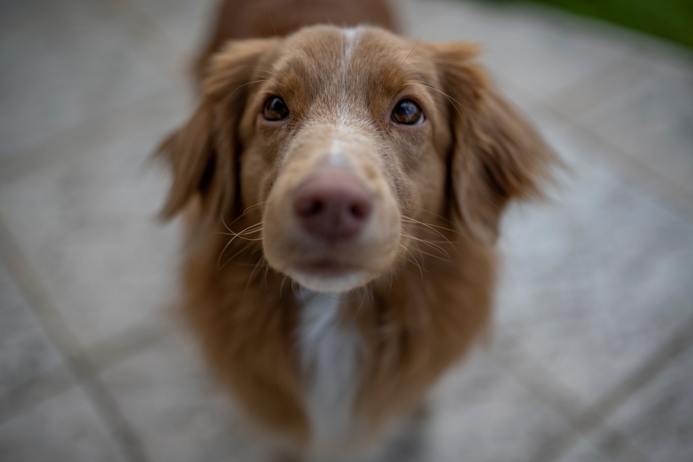 Sigma A 35mm F1.4 DG HSM 2