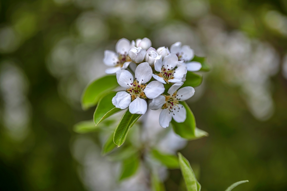 Sigma A 35mm F1.4 DG HSM New 1