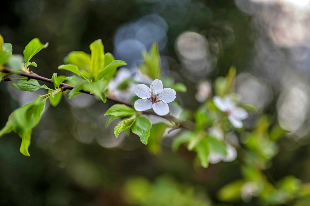 Sigma A 35mm F1.4 DG HSM New 6