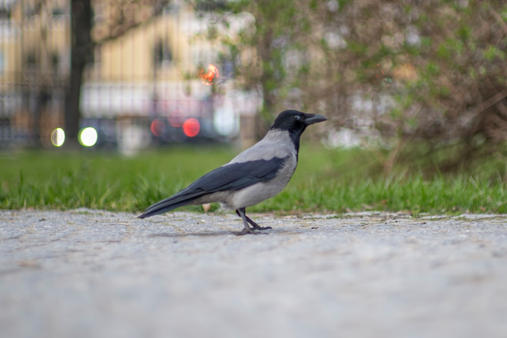 TTArtisan M 50mm F0.95