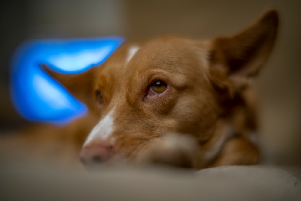 TTArtisan M 50mm F0.95
