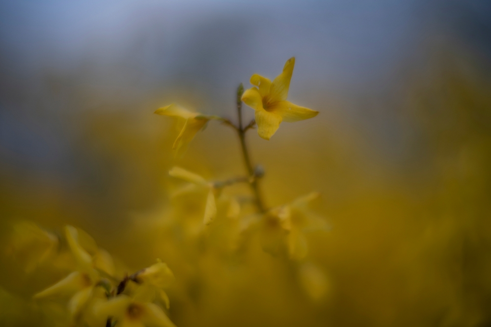 TTArtisan M 50mm F0.95