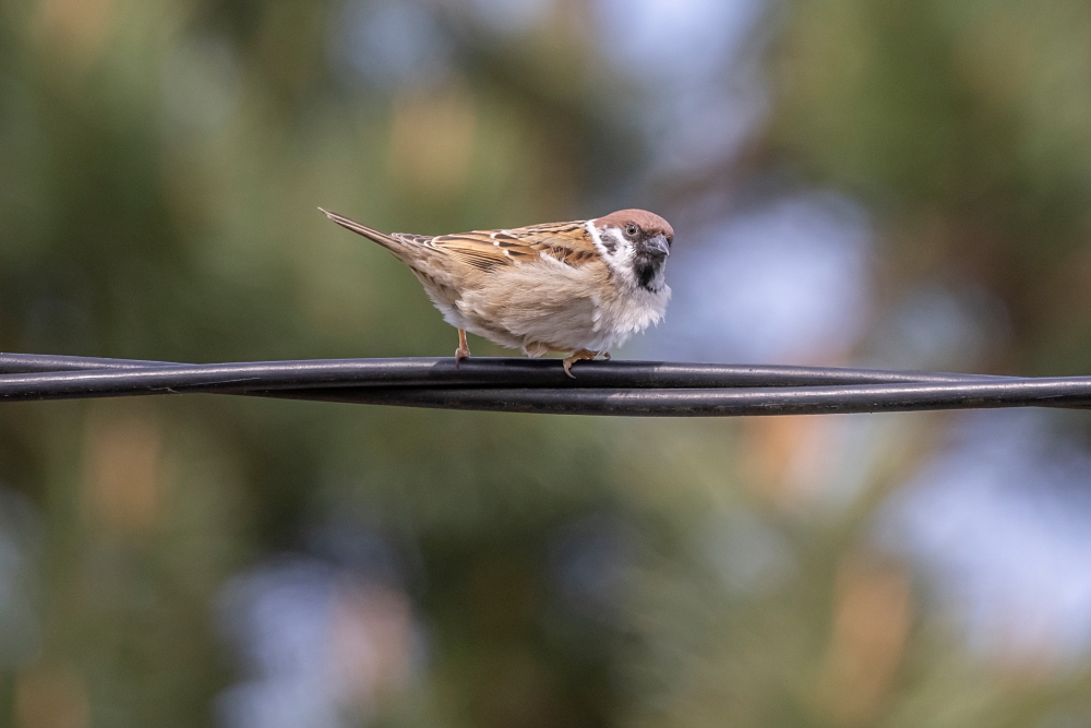 Canon RF 800mm F11 IS STM 12