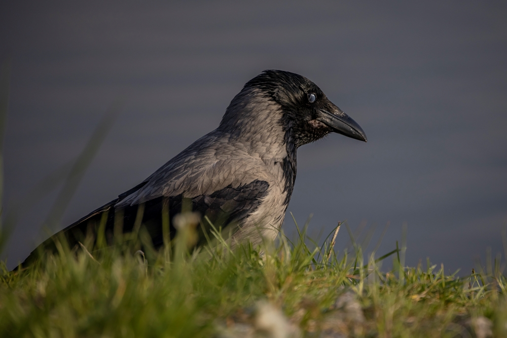 Canon RF 800mm F11 IS STM 6