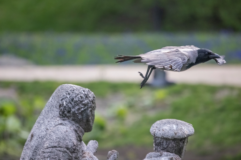 Canon RF 800mm F11 IS STM 7