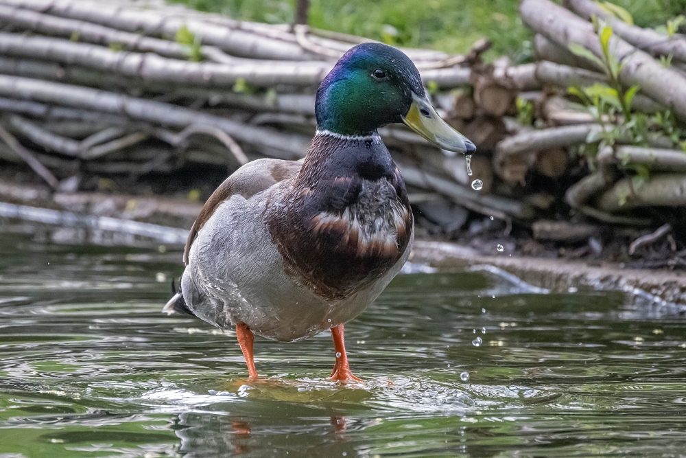Canon RF 800mm F11 IS STM 8