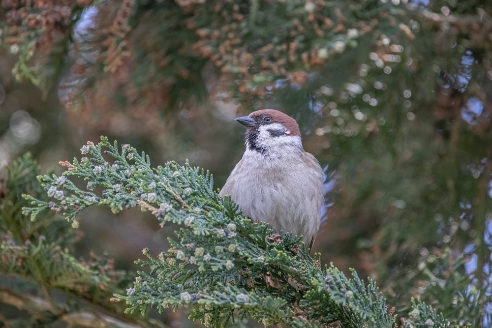 Canon RF 800mm F11 IS STM 9