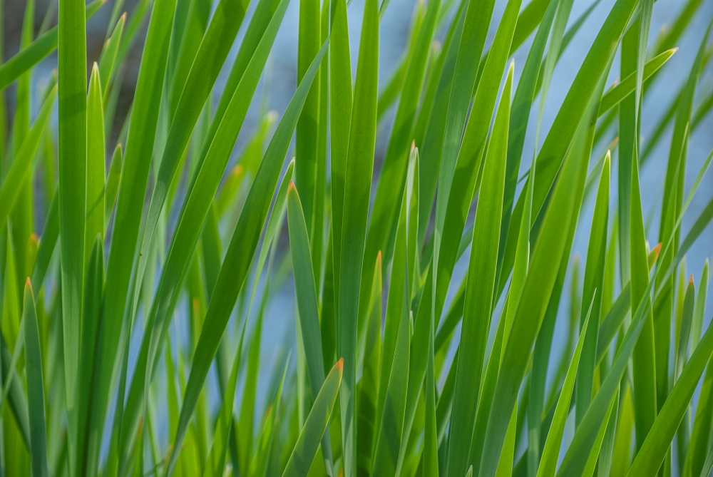 Pentax K10D 3