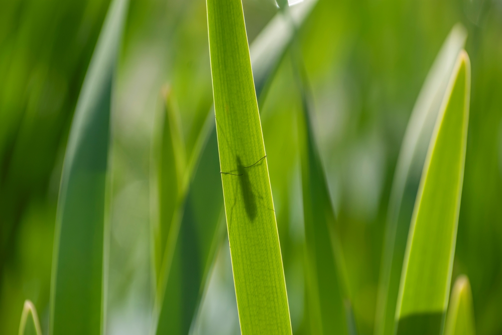 Pentax K10D 4