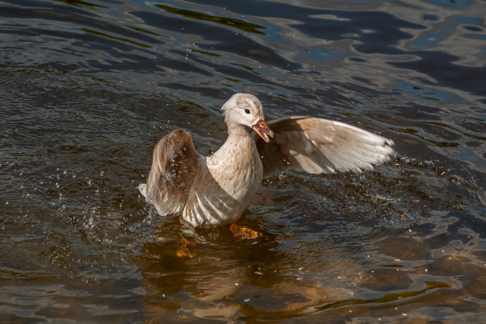Pentax K10D 8