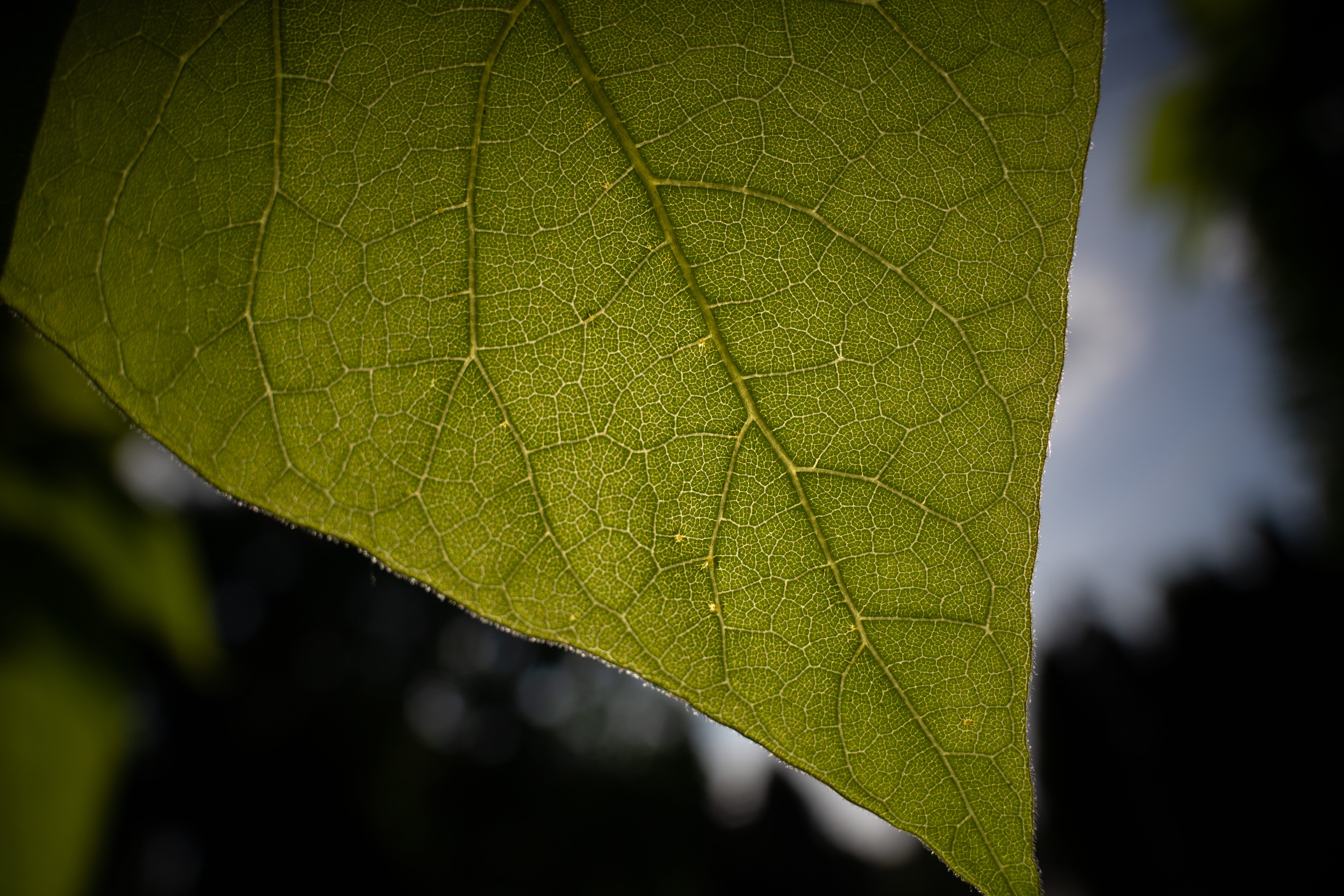 Tamron 20mm F2.8 Di III OSD