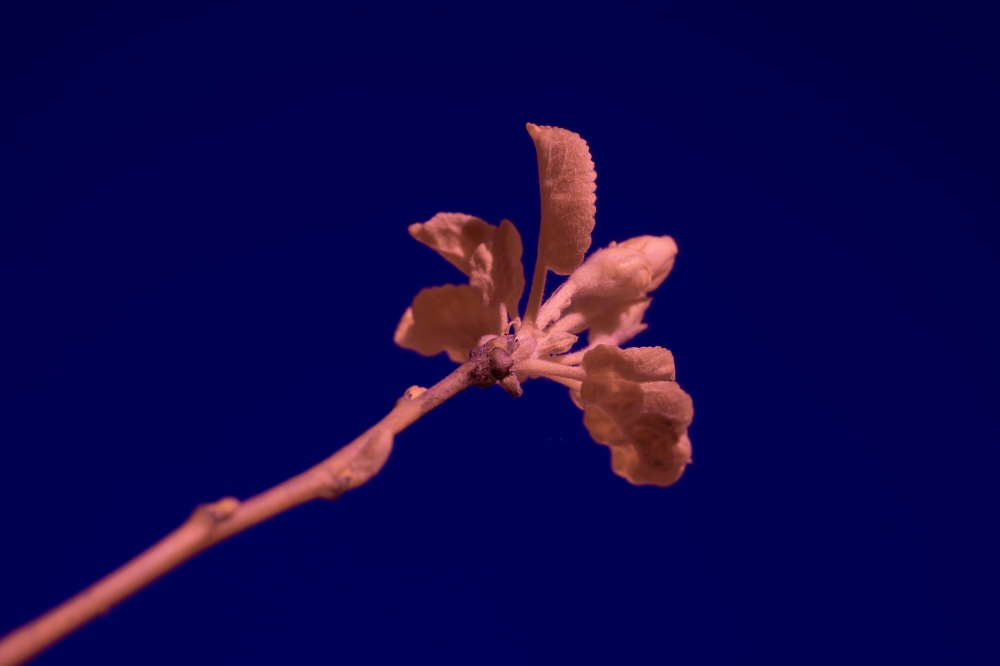 Macro TTArtisan 40mm