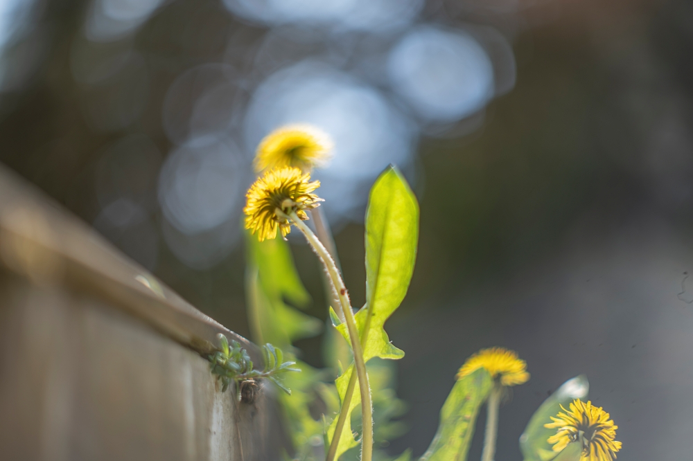 Super Canomatic R 58mm F1.2 a
