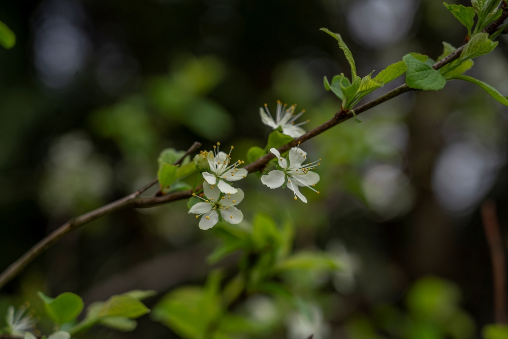 Sony FE 24-105mm F4 G OSS