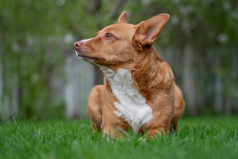 Sony FE 24-105mm F4 G OSS