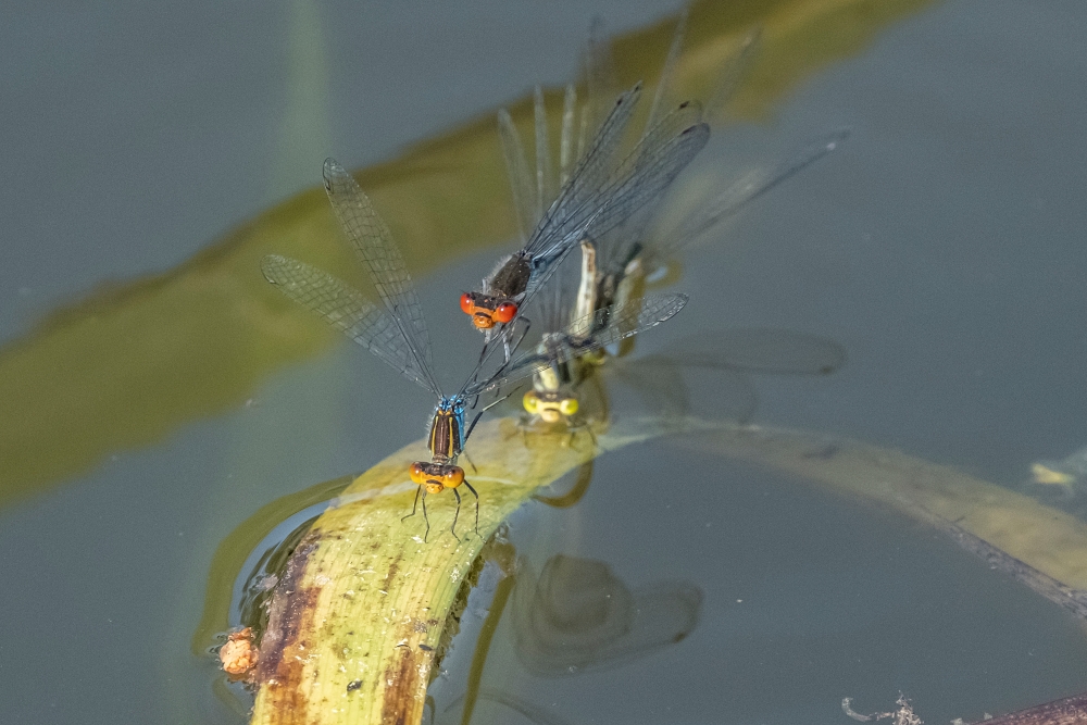Fujinon XF 100 400mm 2