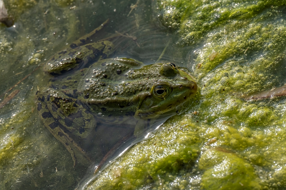 Fujinon XF 100 400mm 3