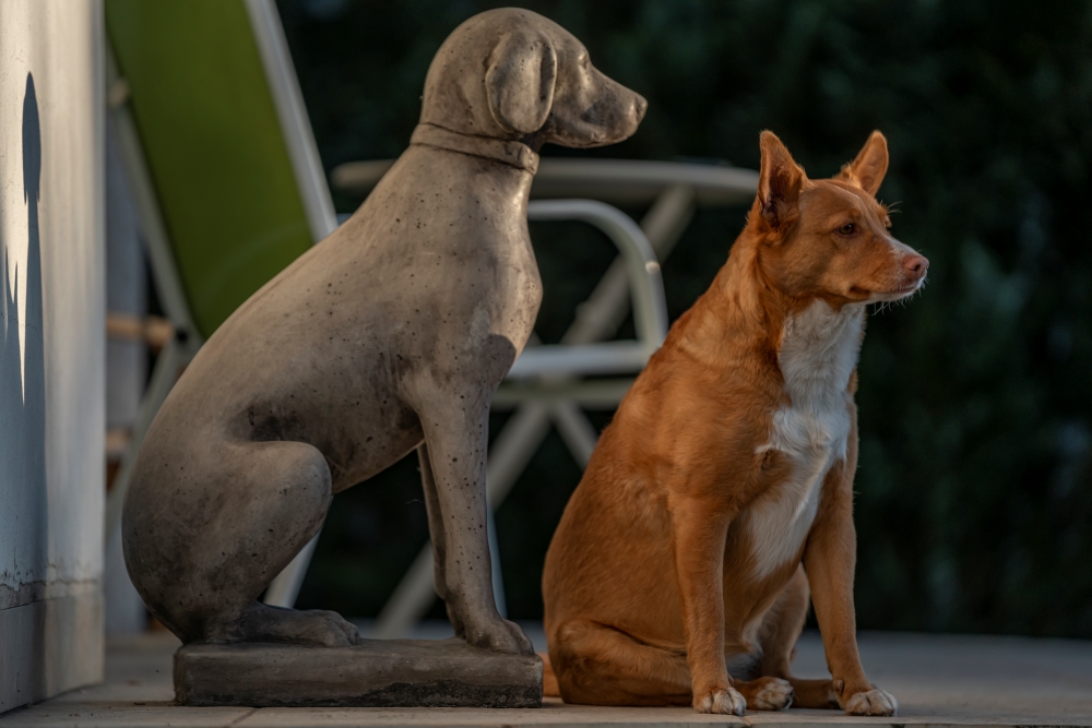 Sony FE 70 200mm F2.8 GM OSS 3