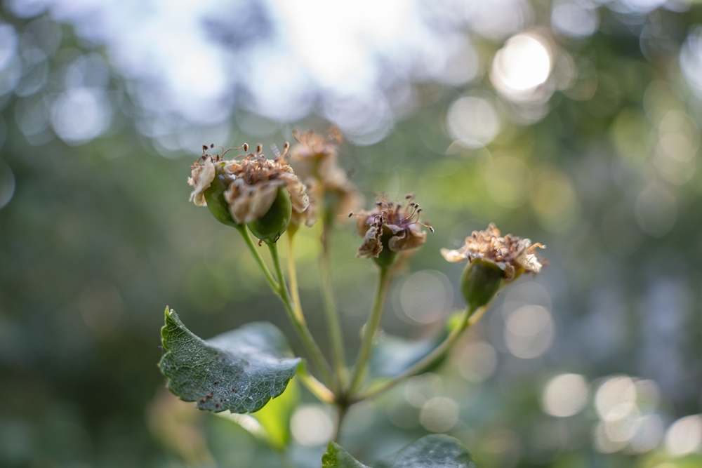 Tamron 20mm 10