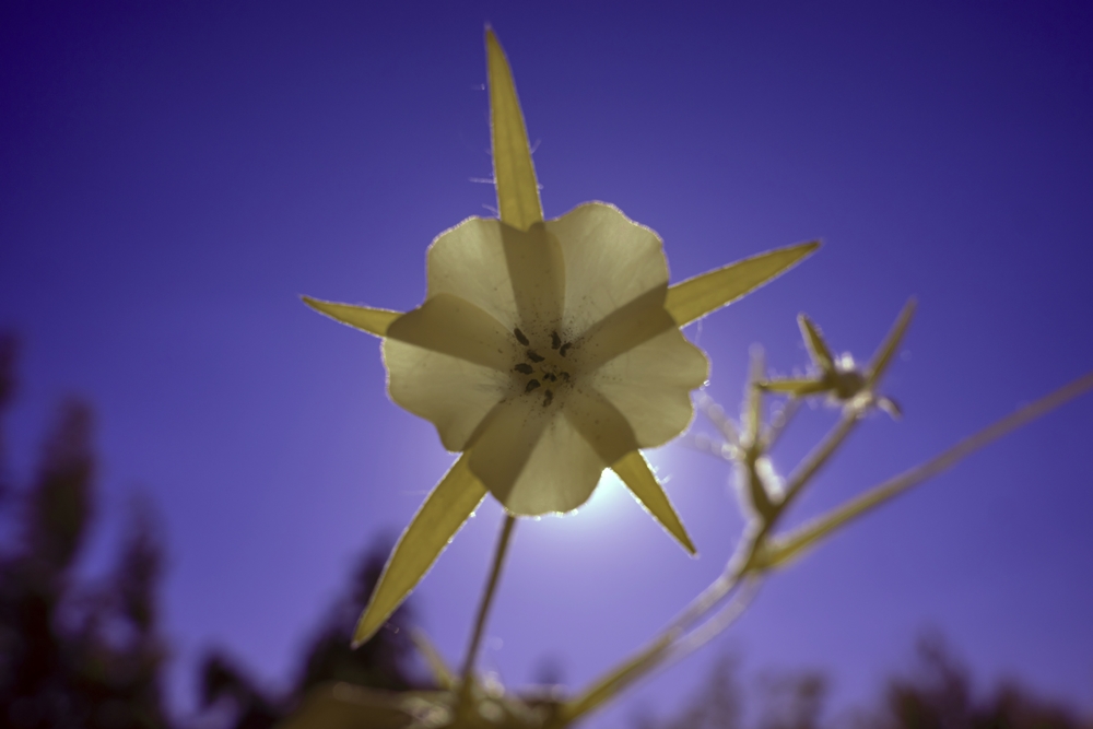 Tamron 20mm 2