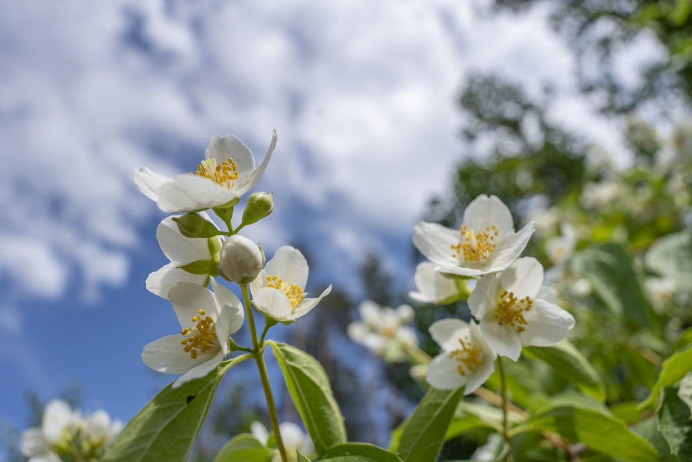 Tamron 20mm 6