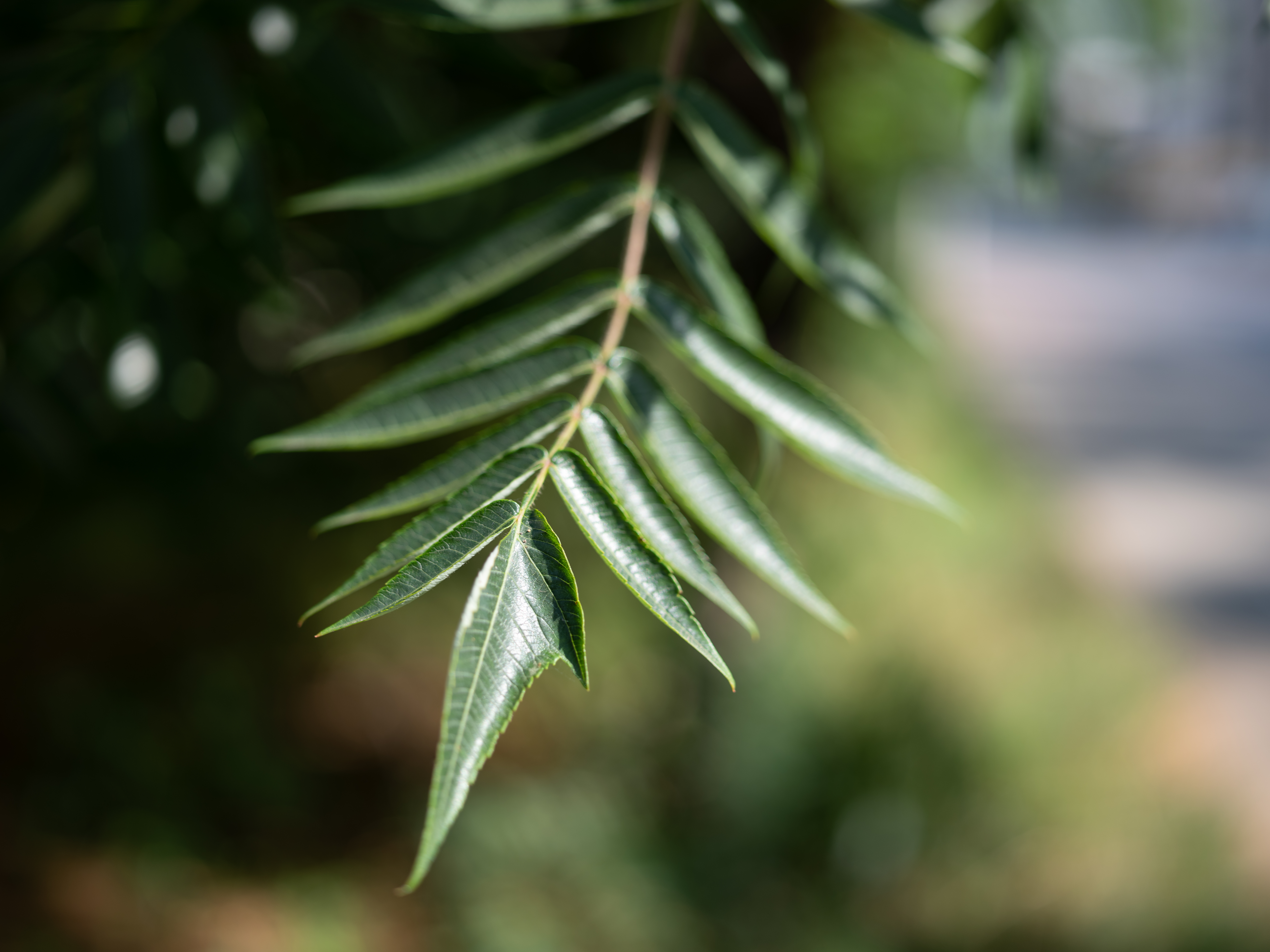 FujiFilm GFX 50R