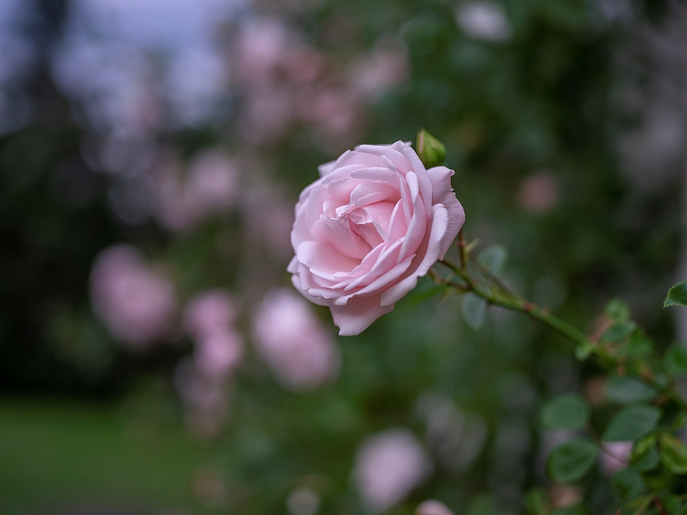 Pentax 645D 10