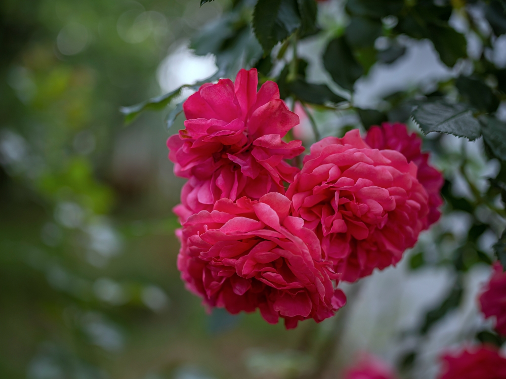 Pentax 645D 14