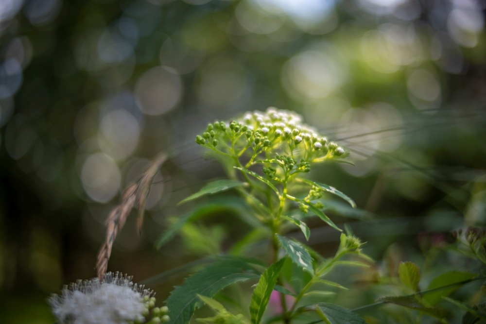 Voigtlander Nokton D23mm 110
