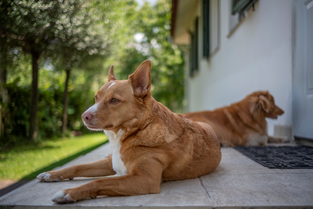 Voigtlander Nokton D23mm 4