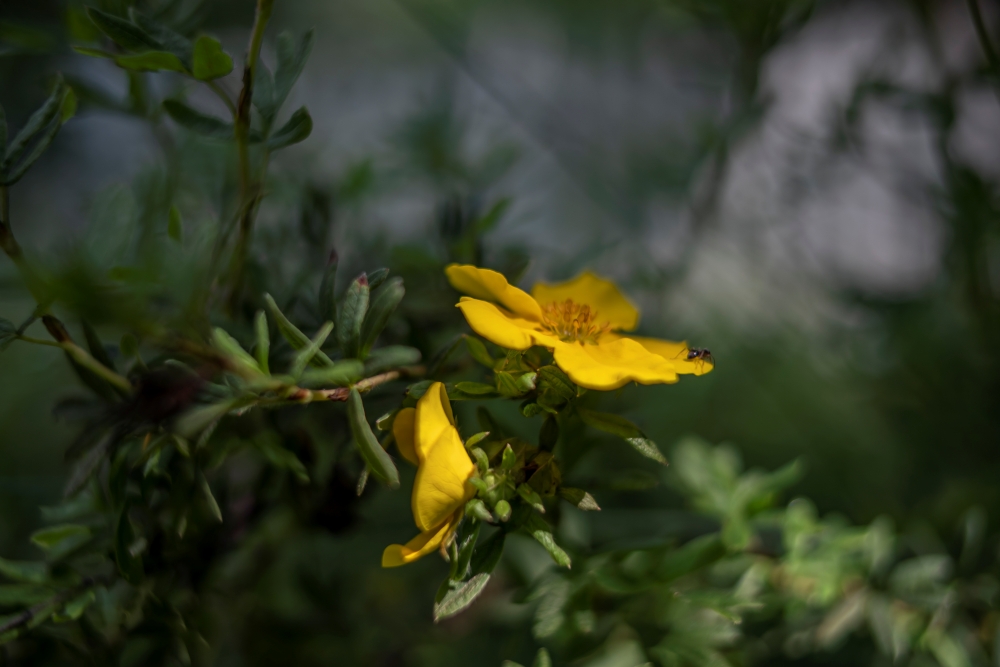 Voigtlander Nokton D23mm 7