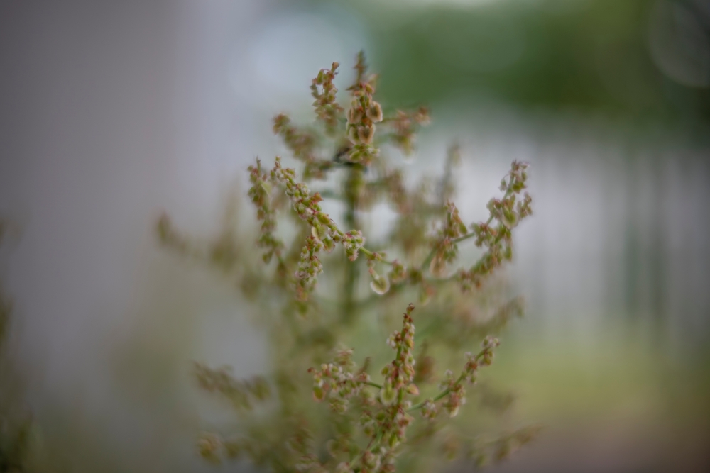 Voigtlander Nokton D23mm 9