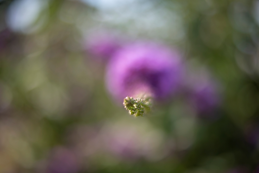 Voigtlander Nokton D23mm B