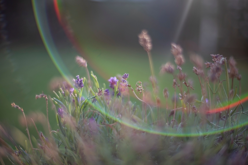 Voigtlander Nokton D35mm E
