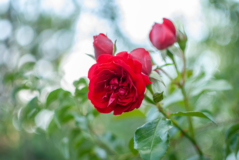 AF-S DX Nikkor 35mm F1.8G 7